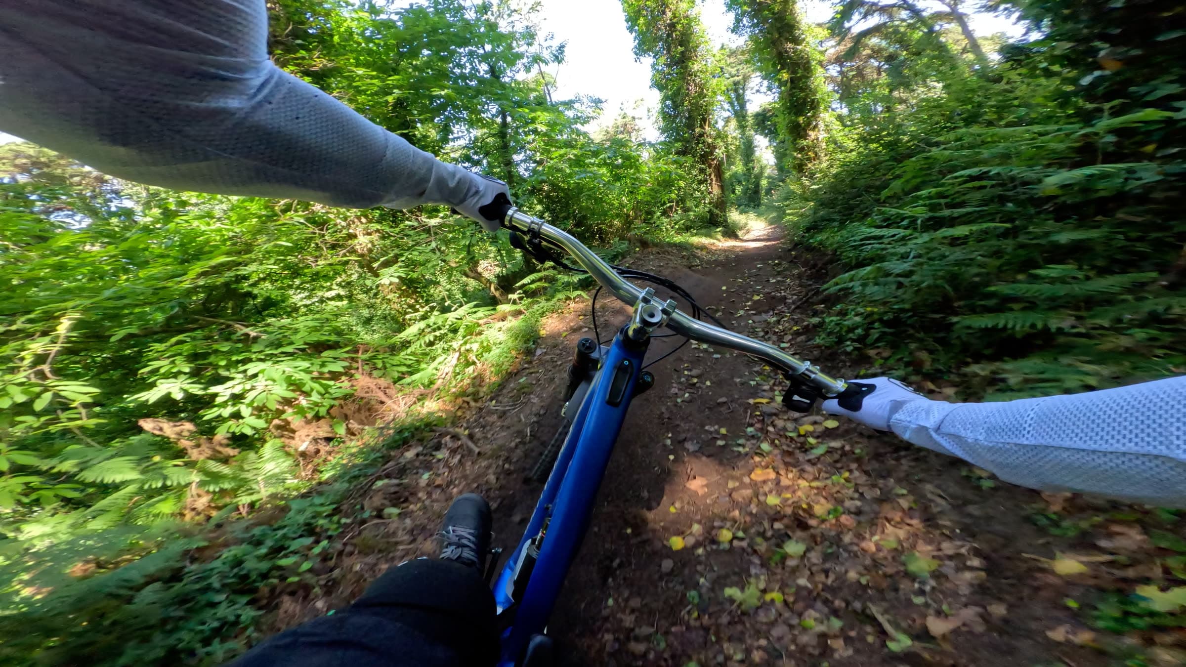 Fern singletrack after rain