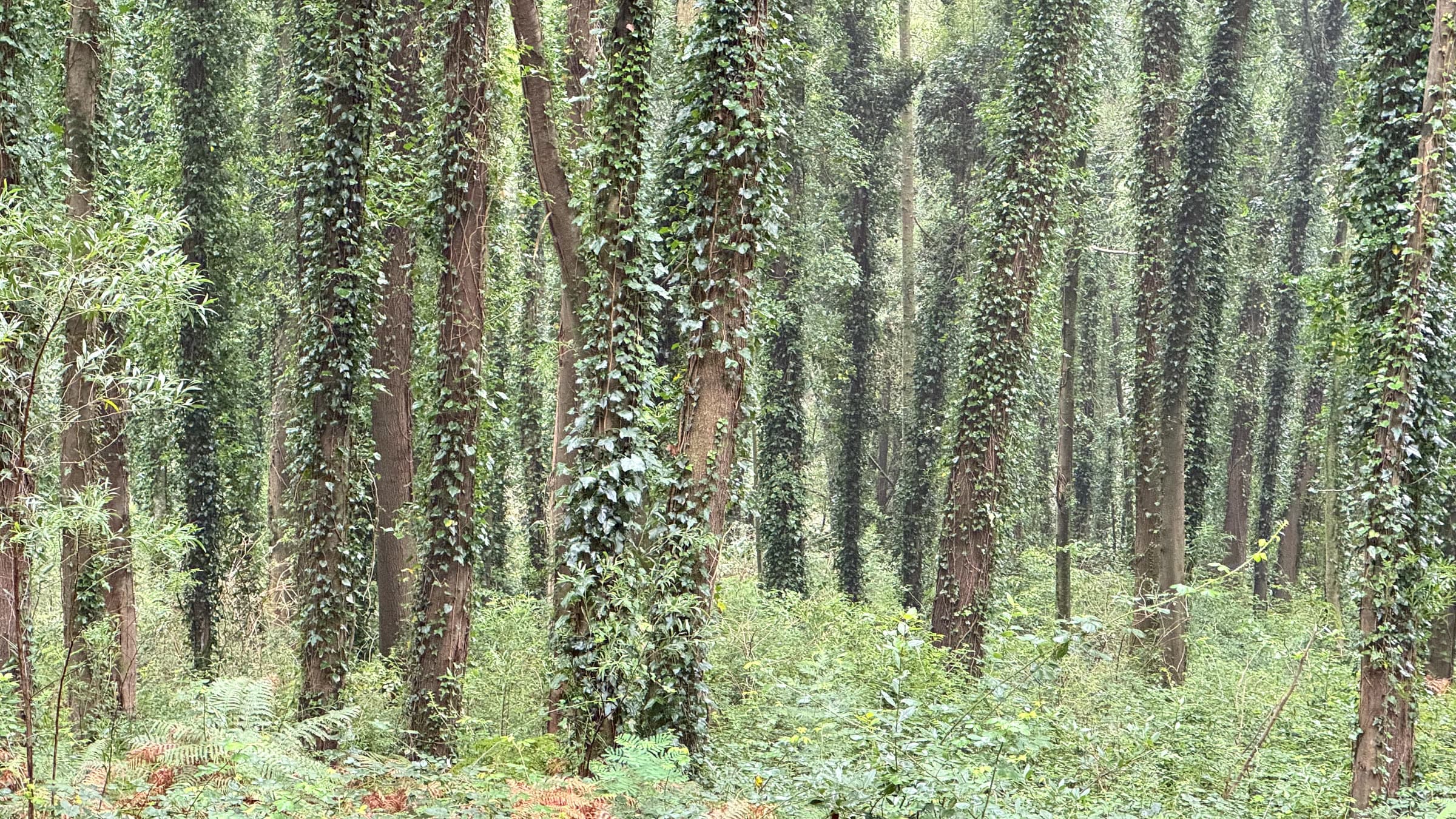 Ivy-covered pines lining a Monsanto singletrack