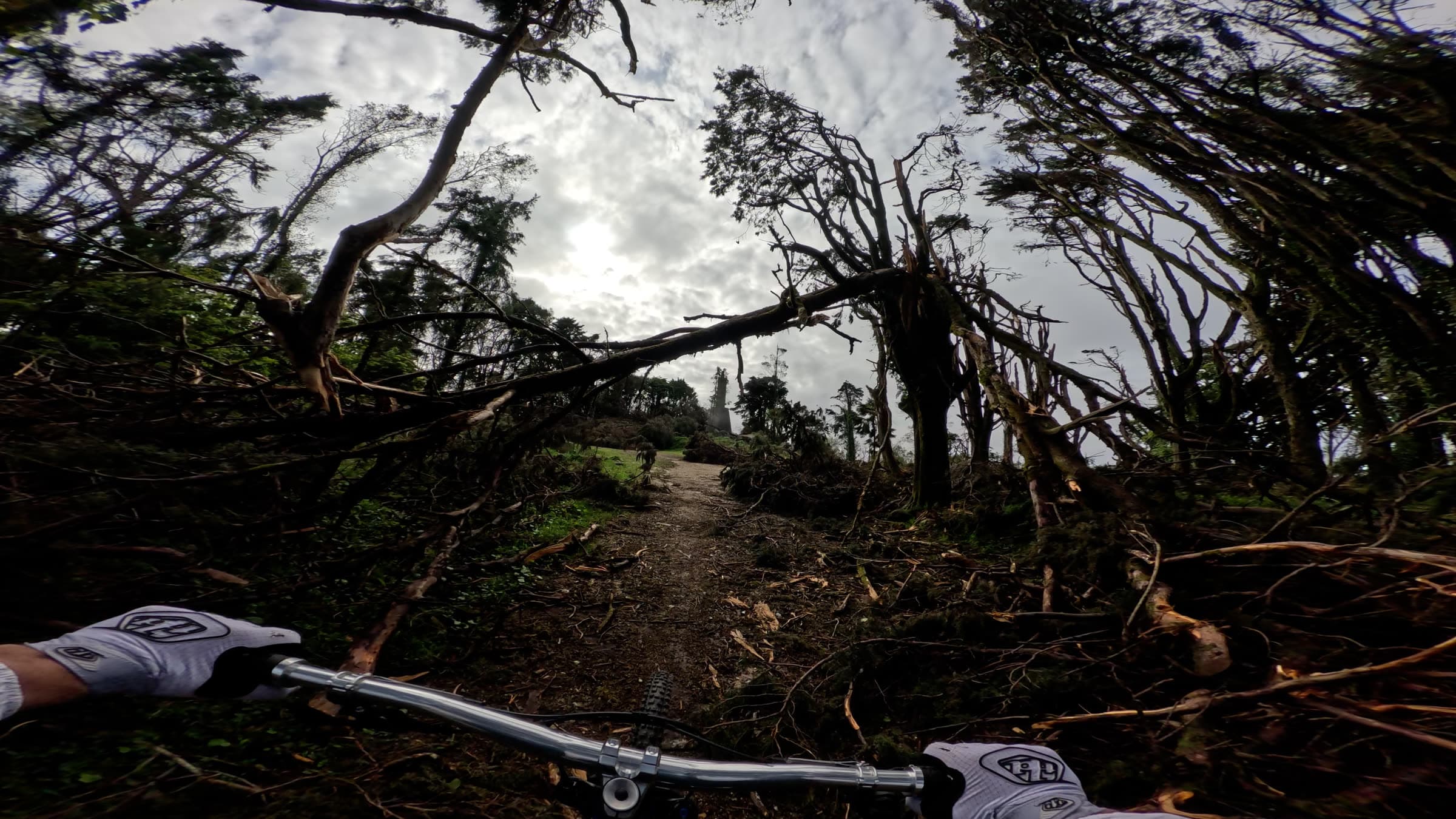 Wind-bent trees after a storm